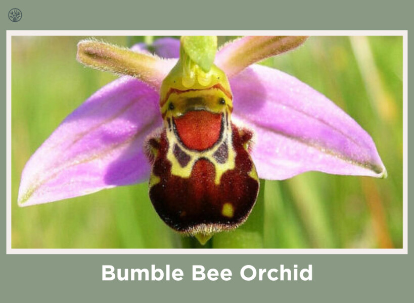 Bumble Bee Orchid