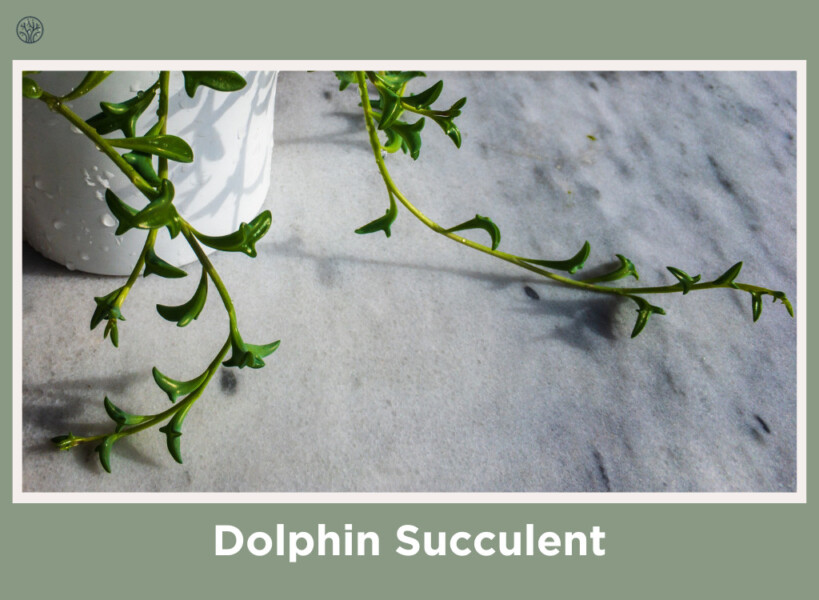 Dolphin Succulent
