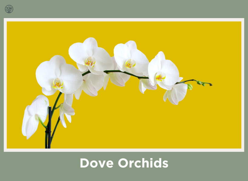 Dove Orchids
