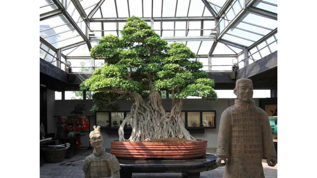 Ficus Retusa Linn - oldest bonsai tree in the world