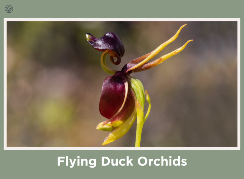Flying Duck Orchids