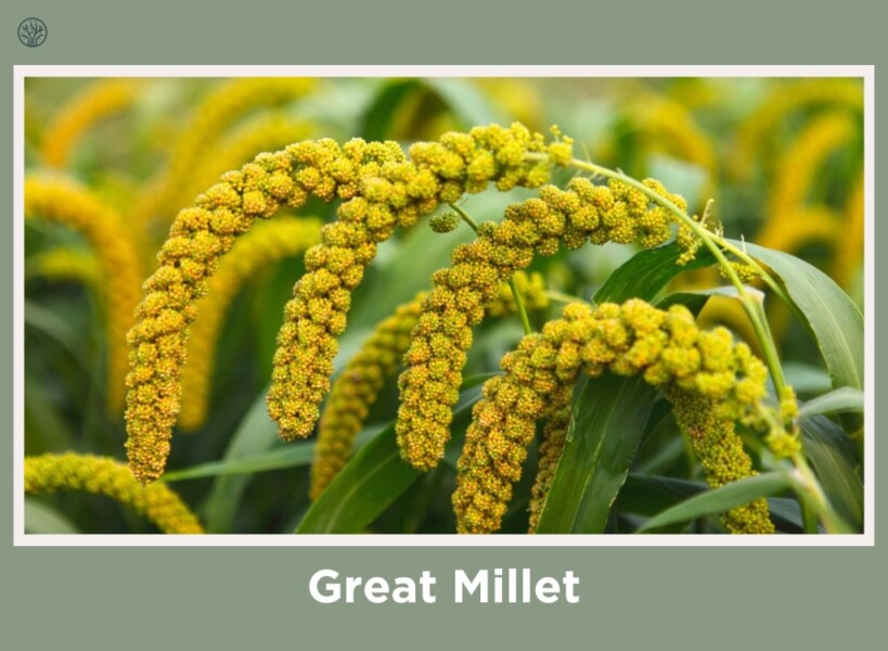 Great Millet