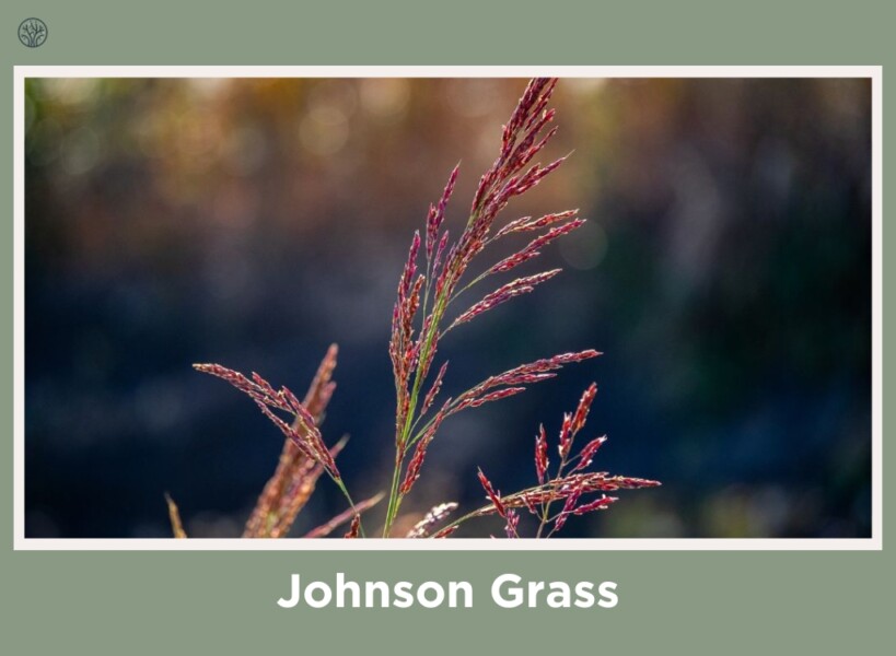 Johnson Grass