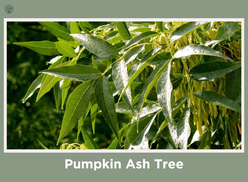 Pumpkin Ash Tree