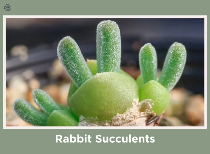 Rabbit Succulents