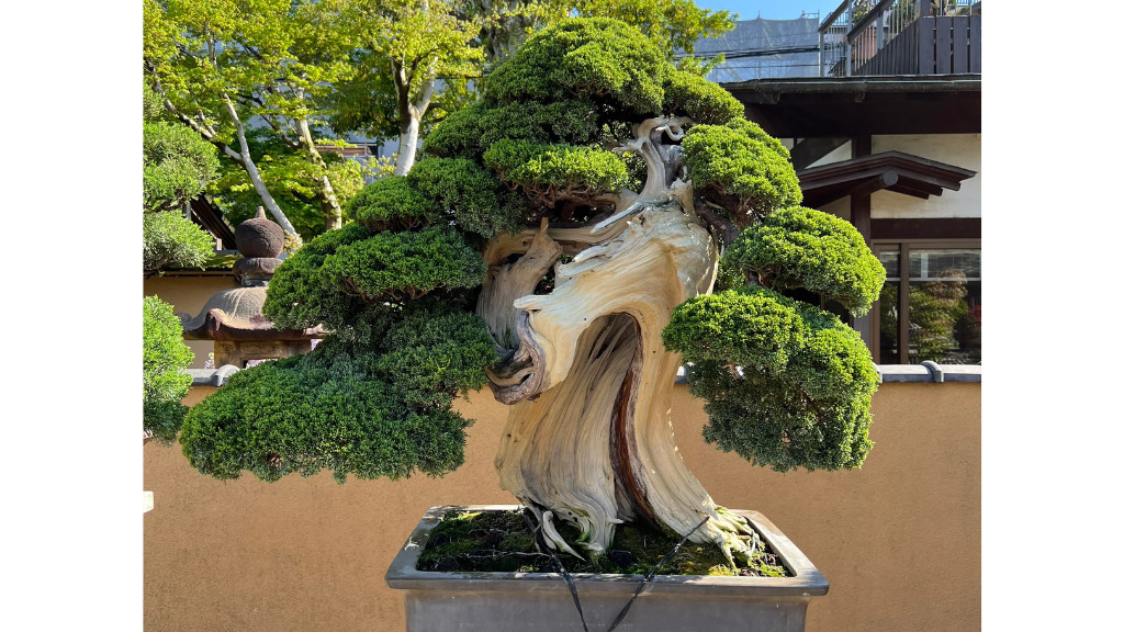 Shunkaen Bonsai Trees