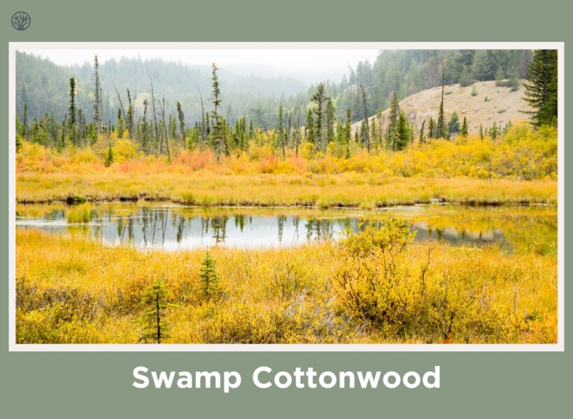 Swamp Cottonwood
