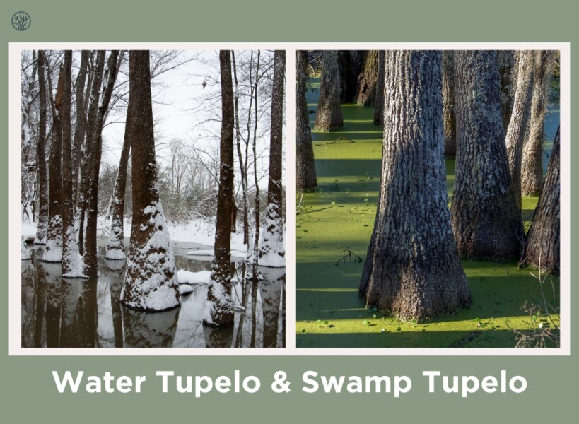 Water Tupelo & Swamp Tupelo