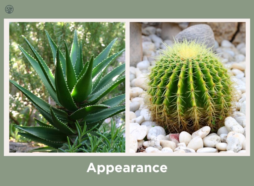 aloe vera and cactus appearance