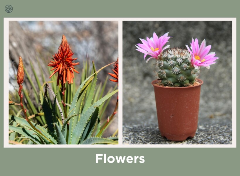 aloe vera and cactus flowers