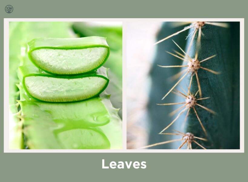 aloe vera and cactus leaves