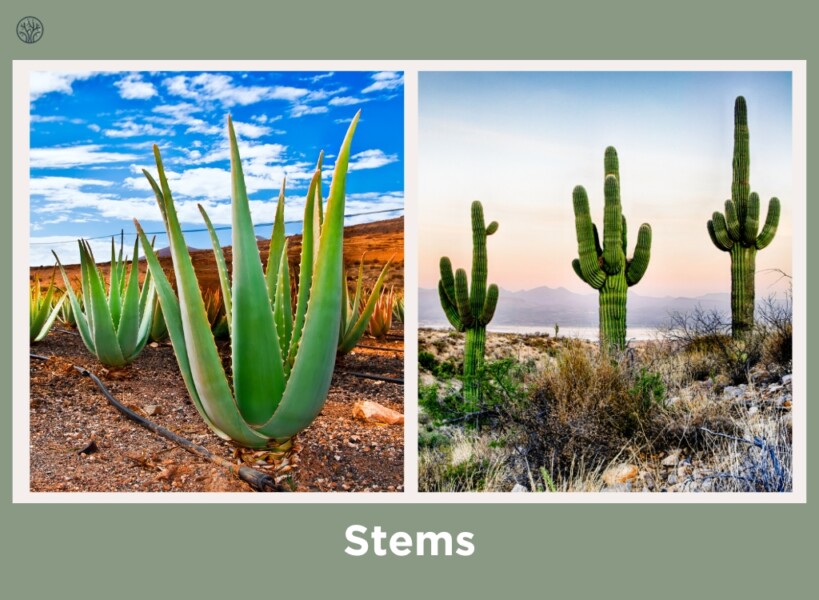aloe vera and cactus stems