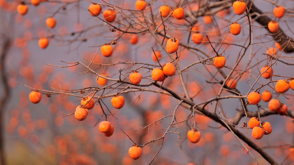 what does a persimmon fruit look like
