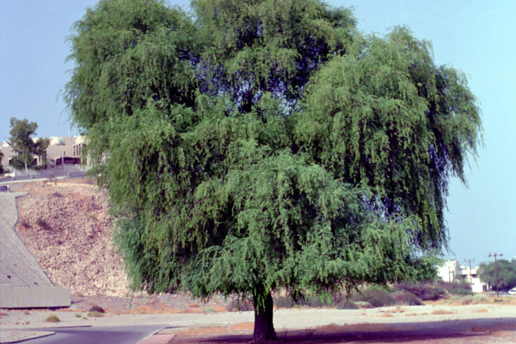 Ghaf tree 