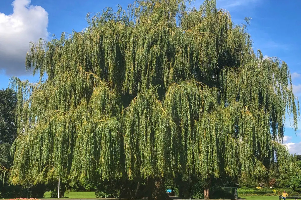 massive willow tree