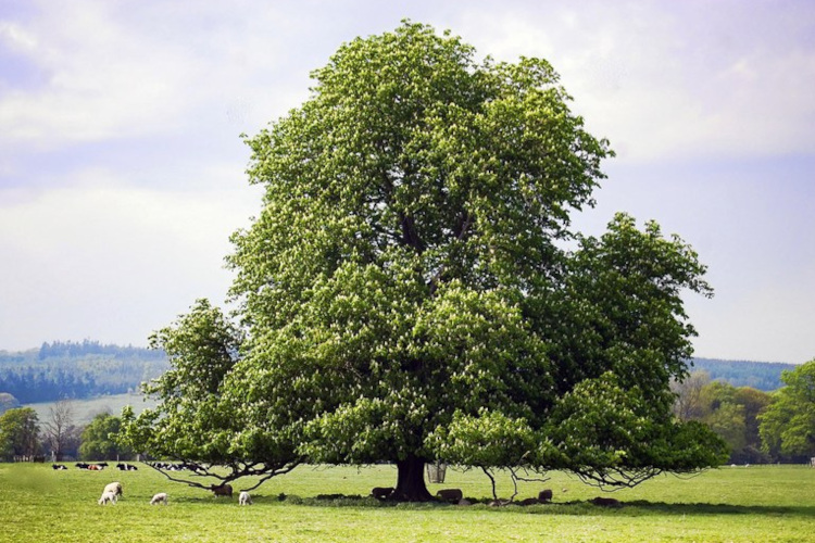  the Chestnut tree 