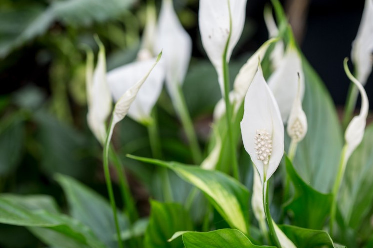 blooming green peace lily