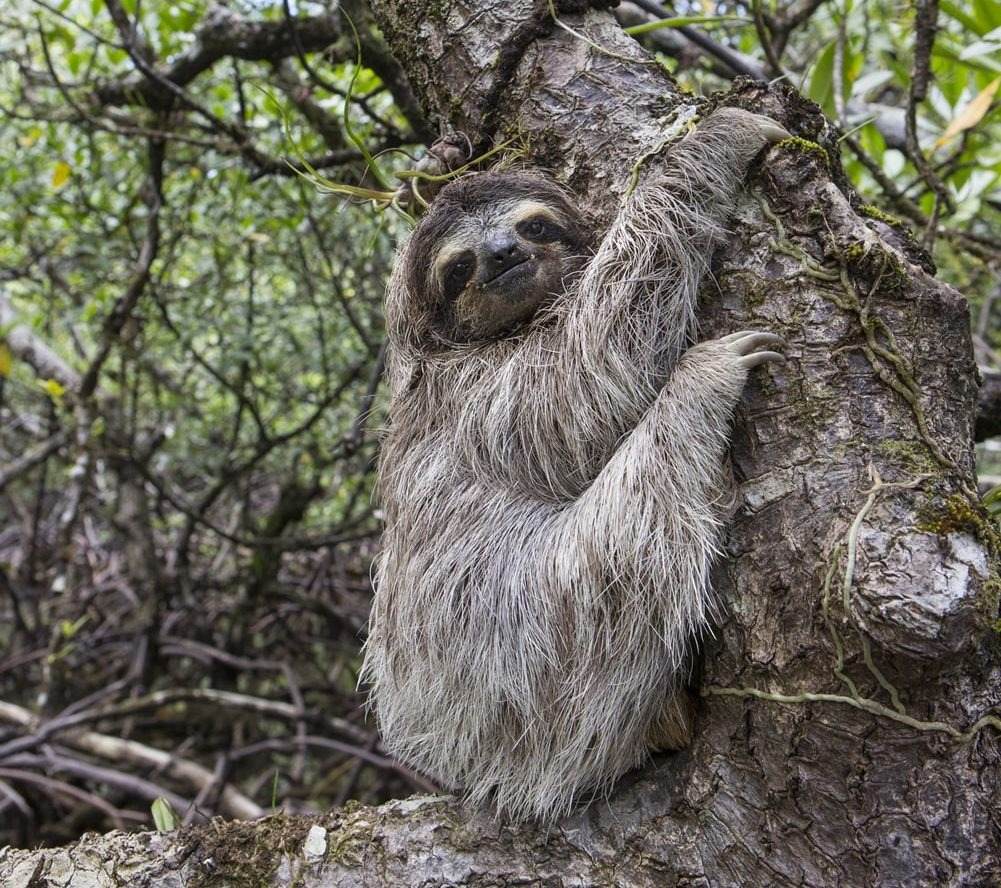 Pygmy Three-toed Sloth