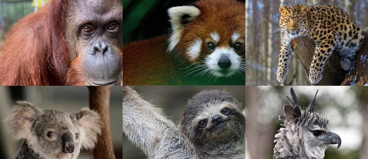 These 5 endangered species will be the next to go extinct due to deforestation if we continue to ignore the warnings.