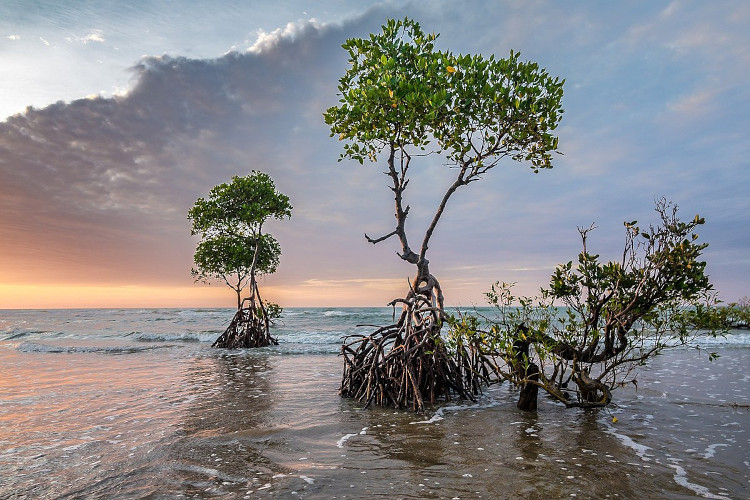 why are mangroves important to the ecosystem