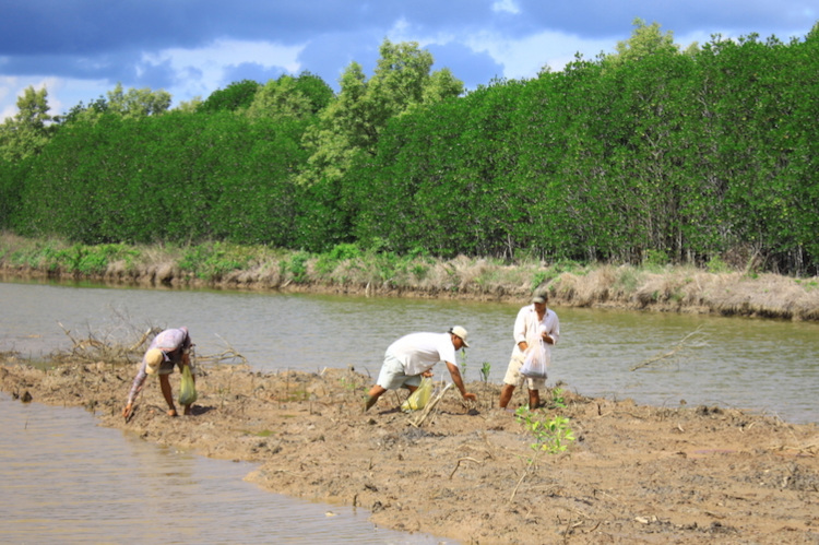 mangrove shrimp farmers