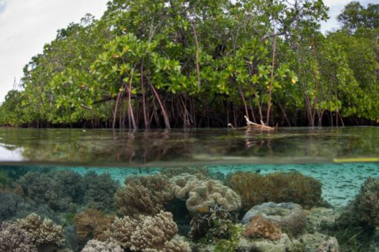 why are mangroves important to the ecosystem: reduce seawater pollution