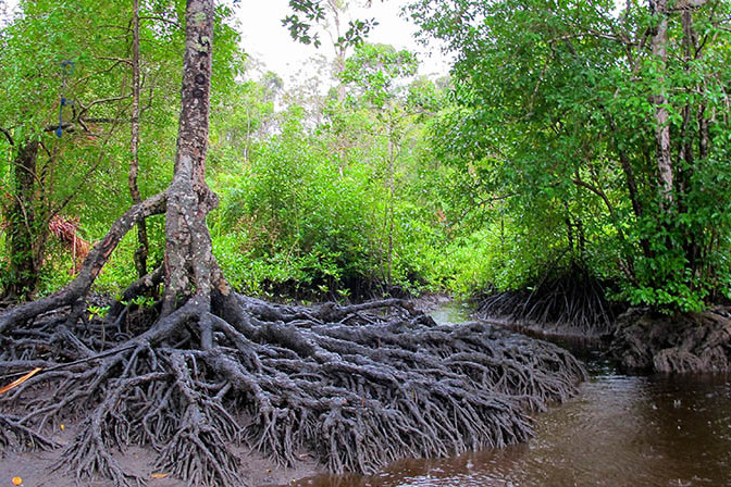 blooming mangrove