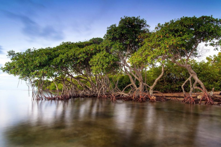why are mangroves important to the ecosystem: keep the shoreline stable