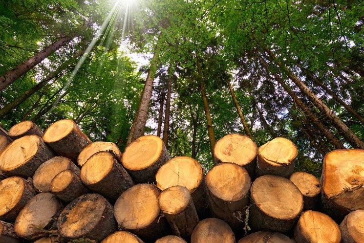 If forests are managed sustainably, wood is a renewable resource.