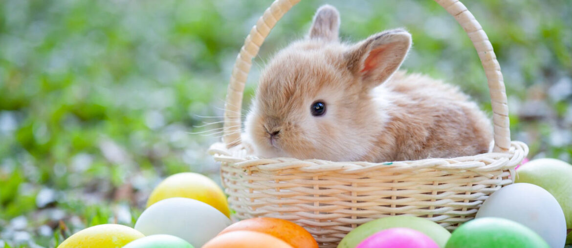 sustainable easter shopping