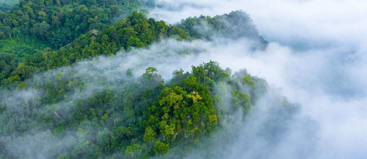 trees absorb greenhouse gases