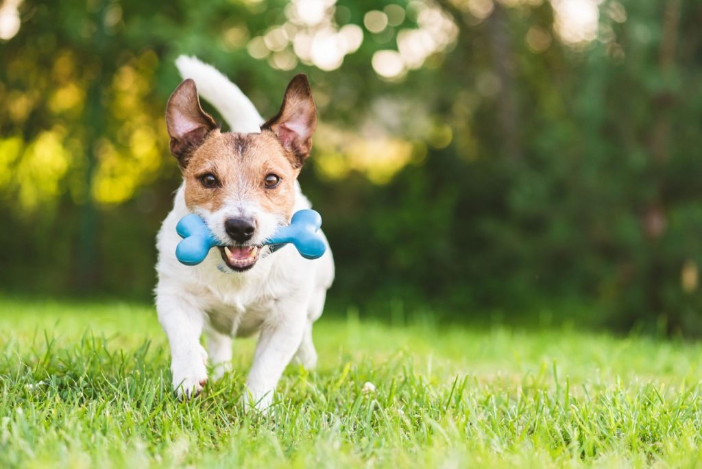 Dog running while chewing eco-friendly toy