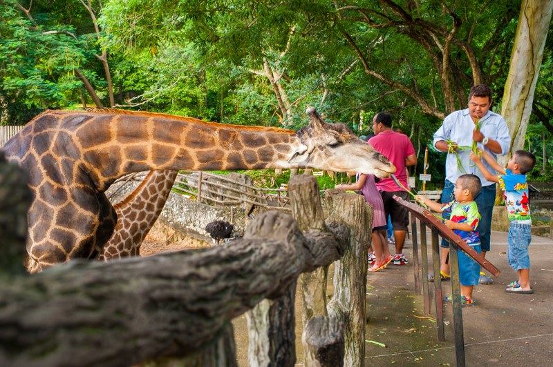 Khao Kheow Open Zoo