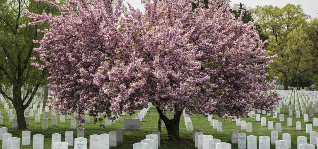 Great memorial trees to plant on great memorial day