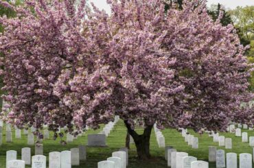 Great memorial trees to plant on great memorial day