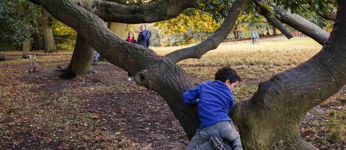 Fun Tree-Related Activities for Kids