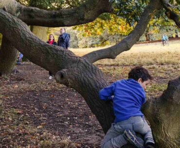 Fun Tree-Related Activities for Kids