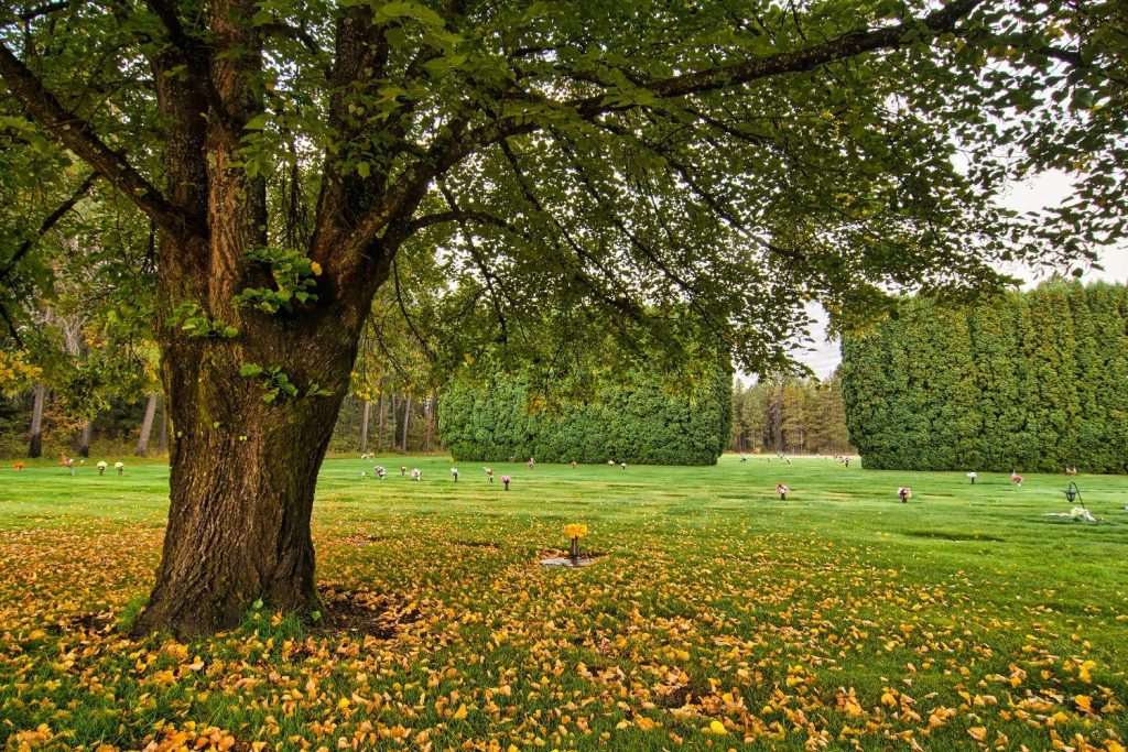 Where to plant your memorial trees