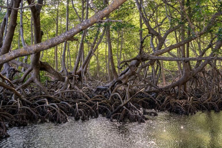 Mangrove Planting Efforts