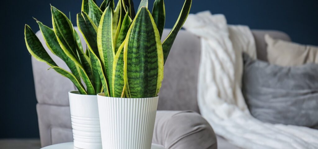 eco-friendly houseplants to add to your green collection