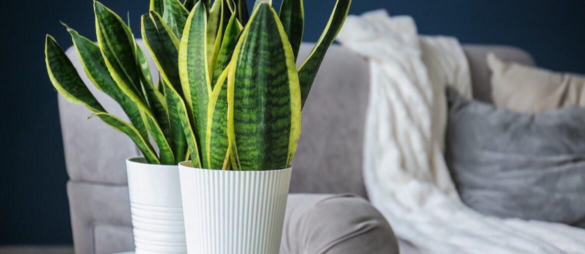 eco-friendly houseplants to add to your green collection