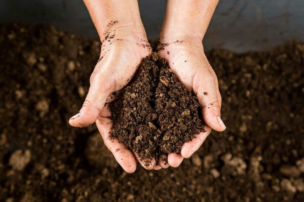 Do your houseplants need peat to grow?