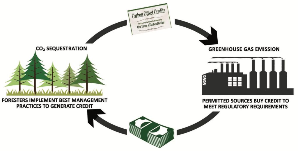 how forestry carbon credits make reforestation profitable