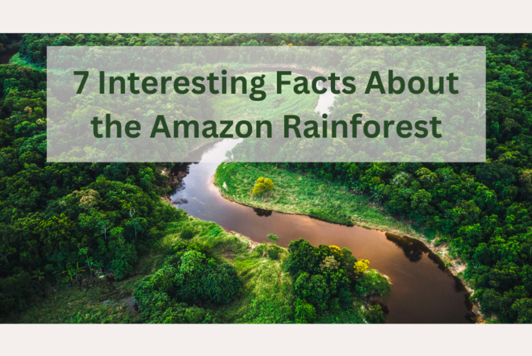 7 interesting facts about the amazon rainforest