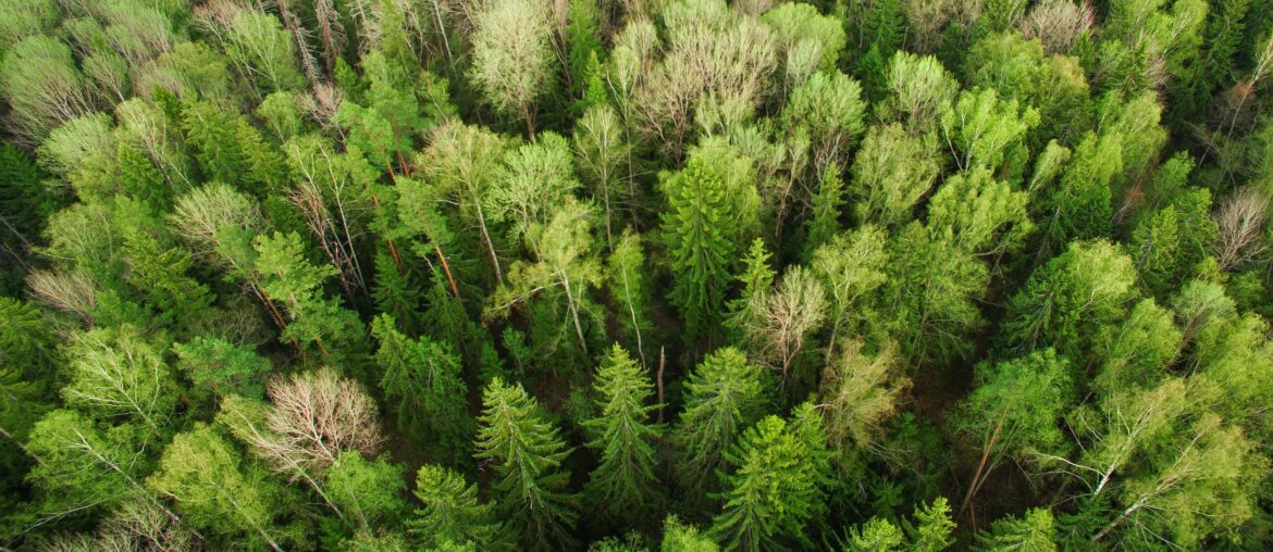 what are forestry carbon credits, and what are their impacts?
