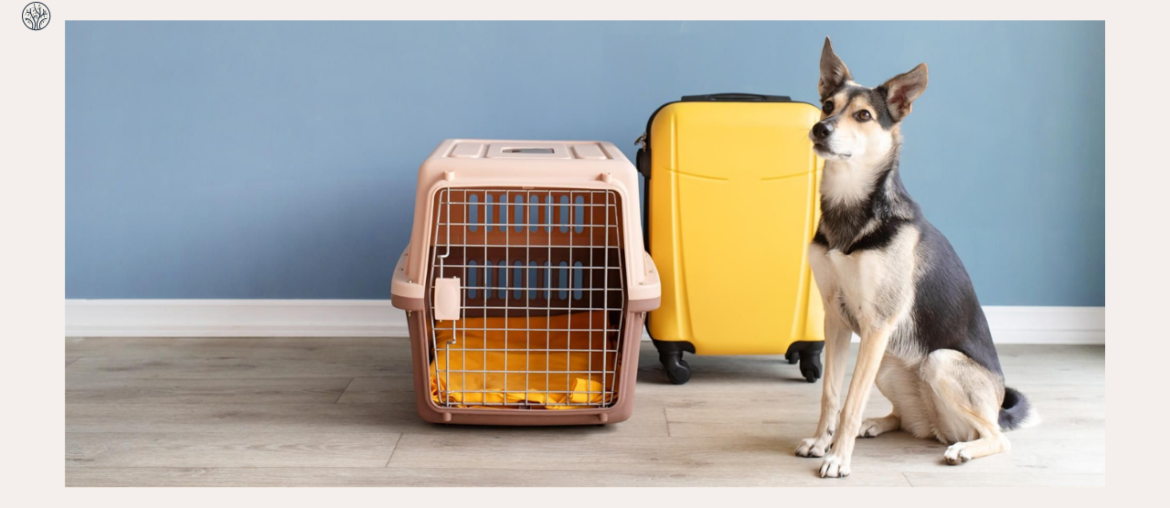 How To Crate Train a Rescue Dog with Separation Anxiety?