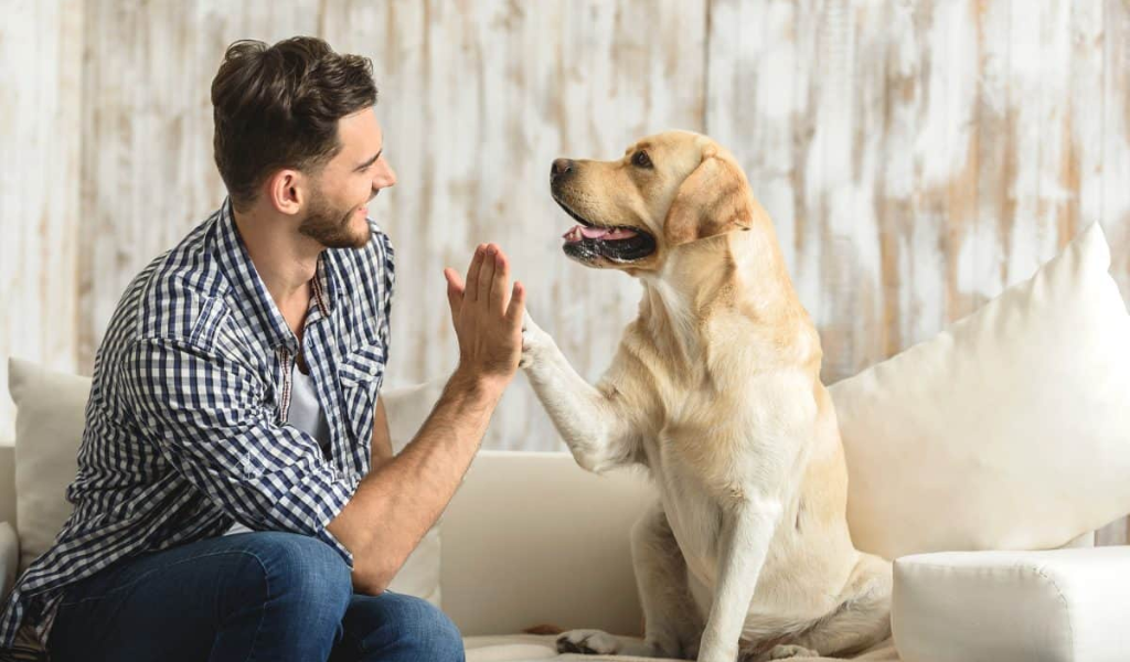 Training a Rescue Dog: Build Trust & Bonding