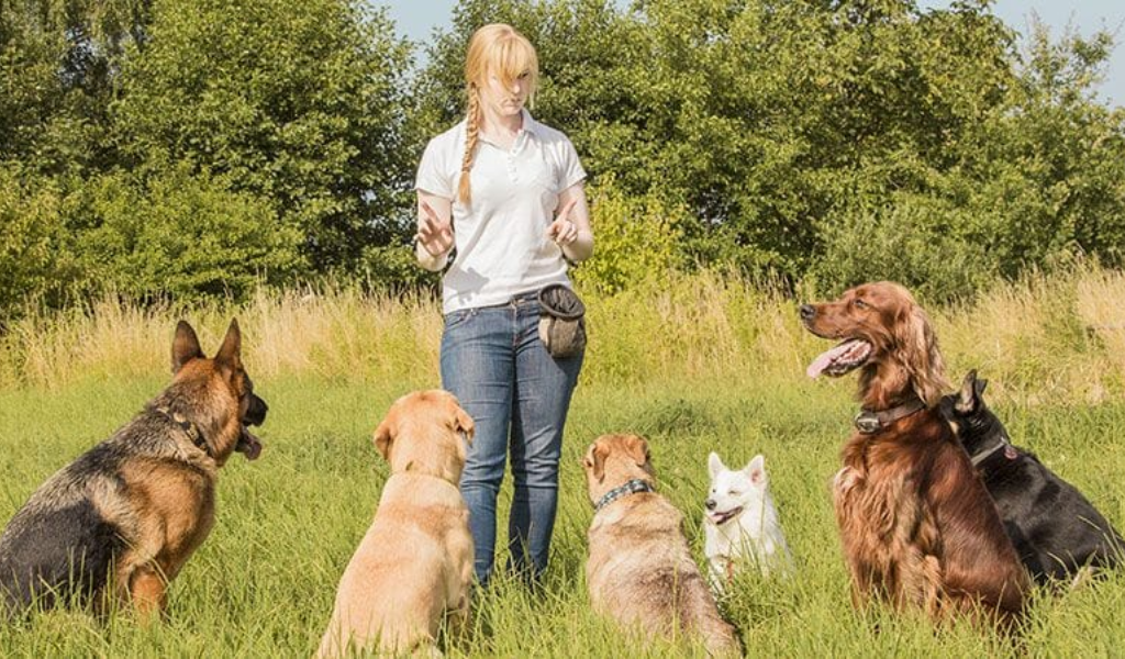 Training a Rescue Dog: Teach Basic Commands