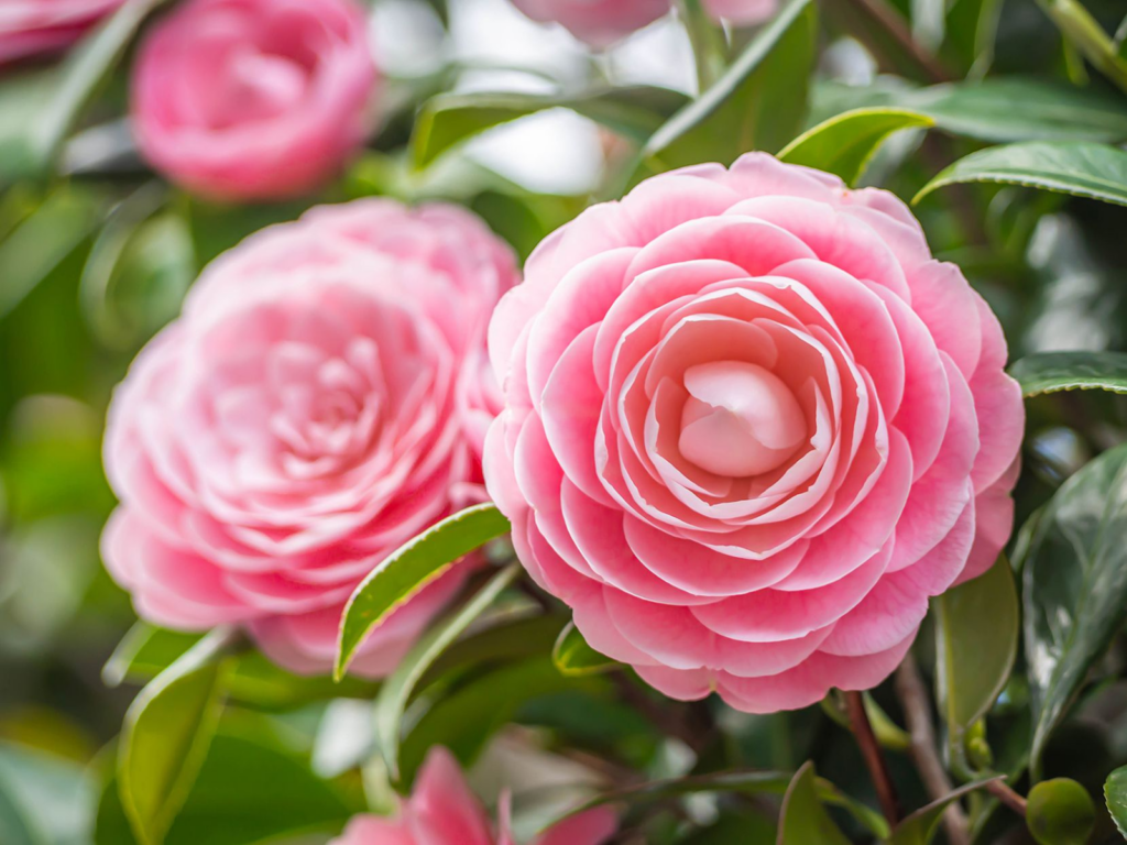 flowers to plant in raised garden: Camellias