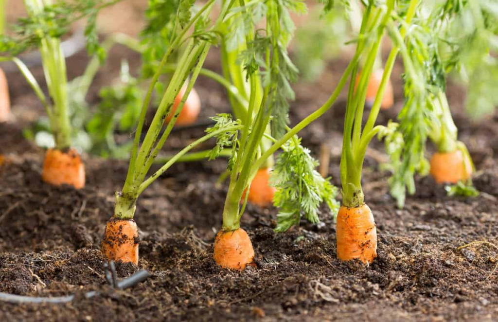 vegetables for raised garden bed: Carrots